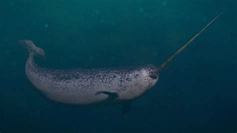 Are Narwhals Real?