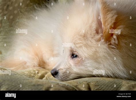 How Long Do Pomeranian Puppies Sleep