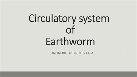 Circulatory system of Earthworm - Online Biology Notes