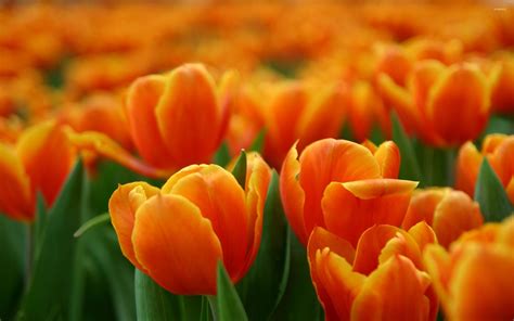 Orange tulips [2] wallpaper - Flower wallpapers - #32337