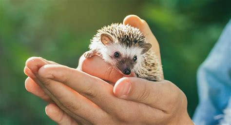 Are African Pygmy Hedgehogs Good Pets?