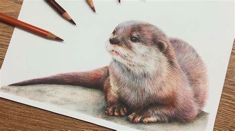 Drawing an OTTER with COLOURED PENCILS - YouTube