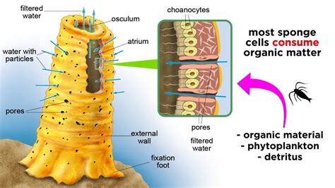 Phylum Porifera: Sponges - YouTube