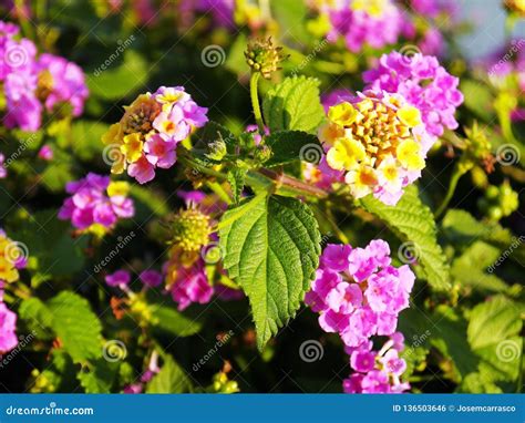 Lantana Verbenaceae Family Royalty-Free Stock Image | CartoonDealer.com ...