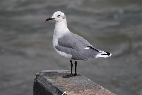 Laughing Gull - Winter Plumage (Leucophaeus atricilla) First Sighted ...