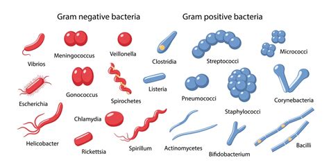 Ultra Structure of Bacteria - Solution Parmacy