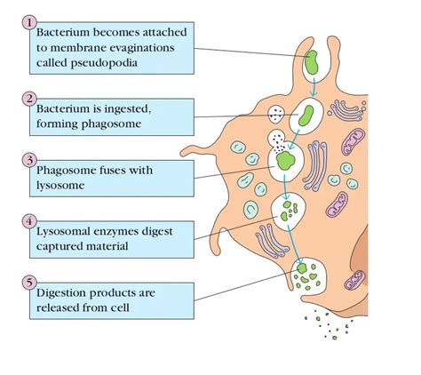 Phagocytosis: Mechanism and Steps - Learn Microbiology Online