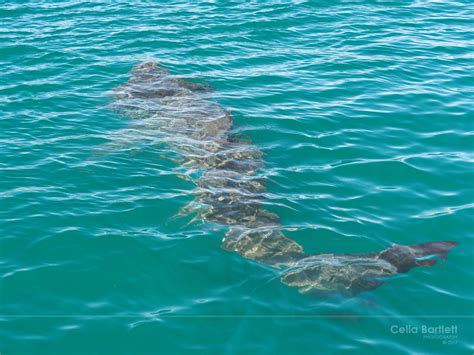 Celia Bartlett Photography: Wild Ireland - Basking Sharks