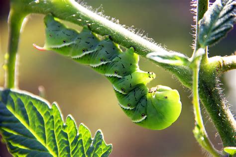 Tomato Hornworms | Kellogg Garden Organics™