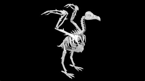 Vulture Skeleton 3D - TurboSquid 1890602