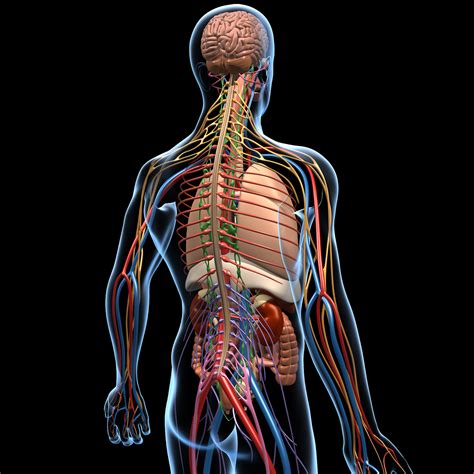 Human Anatomy Brain & Nervous System – MotionCow