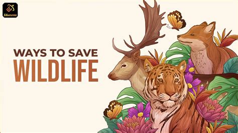 Simple Ways On Conservation Of Wildlife – Eduauraa