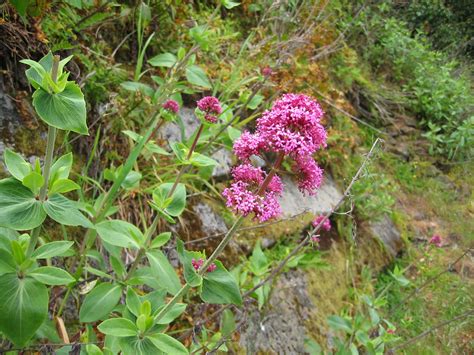 Alcatraz Flower | Carlos Morales | Flickr