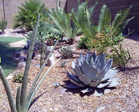 Brad's Tropical Paradise: Using agaves in the tropical desert landscape