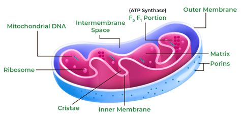 Cell Organelles - Structure, Types and their Functions