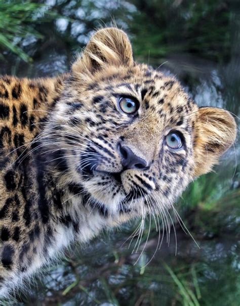 Of the large cats, leopards are the most...