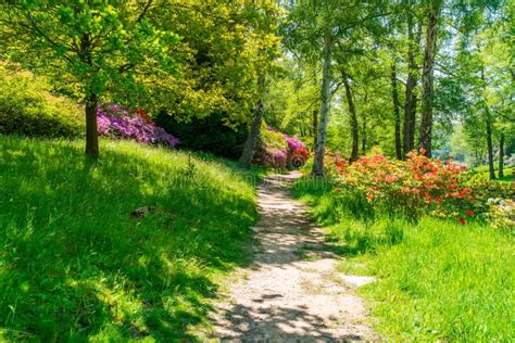 Virginia Water Park stock image. Image of england, outdoor - 220269401