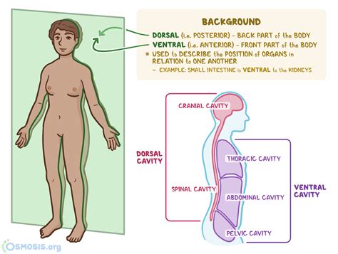 Dorsal and Ventral: What Are They, Differences | Osmosis