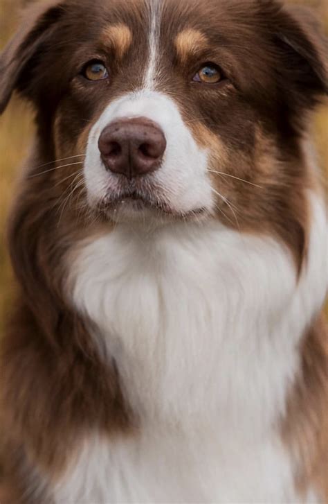 Beautiful Red Merle Aussie | Dog facts, Australian shepherd dogs ...