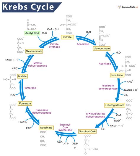 Krebs Cycle Diagram With Structure Krebs Tca Acid Citric Coa