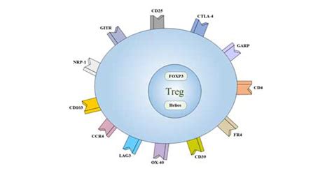 Identify Treg Cells. You Can Do This. - Cusabio