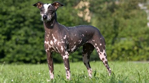 10 Best Hairless Dog Breeds