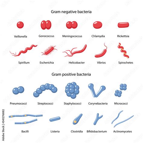 Gram Positive Spirilla