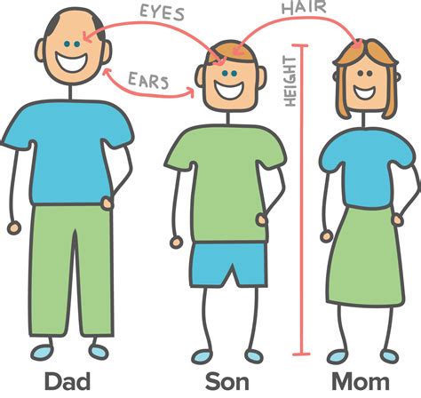 😍 Examples of heredity in biology. Effects of Heredity and Environment ...