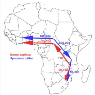 Homo erectus and Middle Pleistocene hominins: Brain size, skull form ...