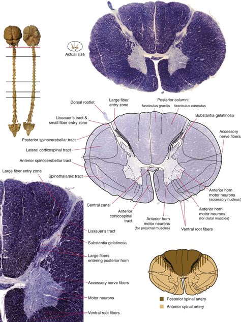 Transverse Sections of the Spinal Cord | Neupsy Key