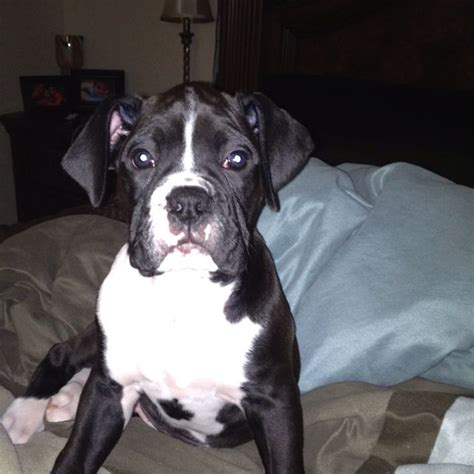 Black Boxer Puppies / AKC Black Boxer Champion Boxer Puppy For Sale In ...