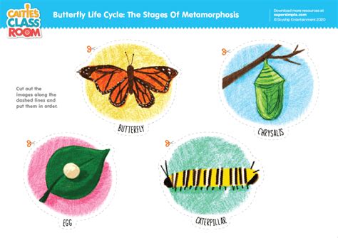 Butterfly Life Cycle: The Stages Of Metamorphosis - Super Simple