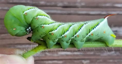 Tomato Hornworm Life Cycle & Tips to Prevent - Learn About Nature