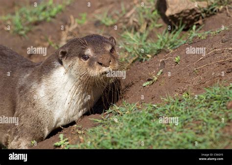 Smooth Coated Otter Stock Photo - Alamy