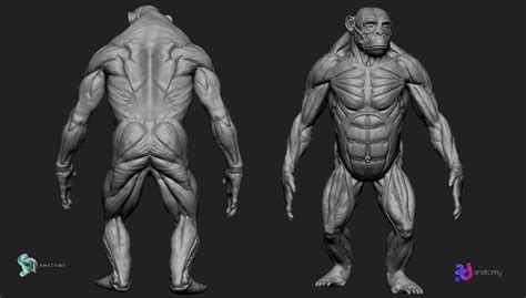 How to Sculpt a Ape Anatomy in ZBrush Core – 3d Anatomy Store