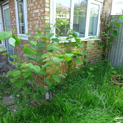 Japanese Knotweed Removal in London | CYB Environmental