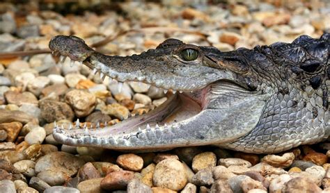 Philippine crocodile facts, distribution & population | BioDB