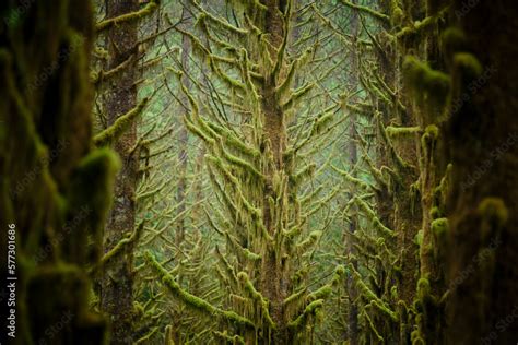 Mossy Forest Stock Photo | Adobe Stock