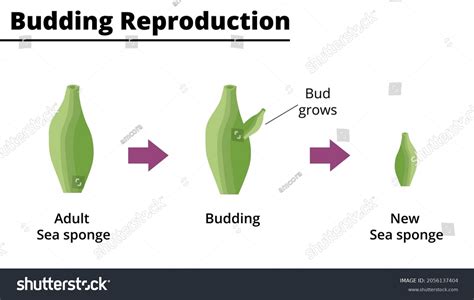 Budding Reproduction Asexual Reproduction Sea Sponge Stock Vector ...