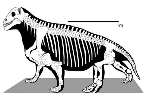 Moschops, Struthiocephalus and Ulemosaurus