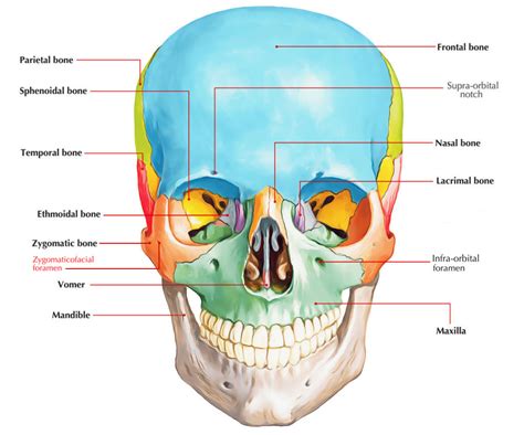 Zygomaticofacial Foramen – Earth's Lab