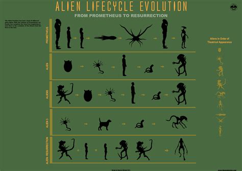 The Alien Lifecycle Evolution Infographic by mauricem.deviantart.com ...