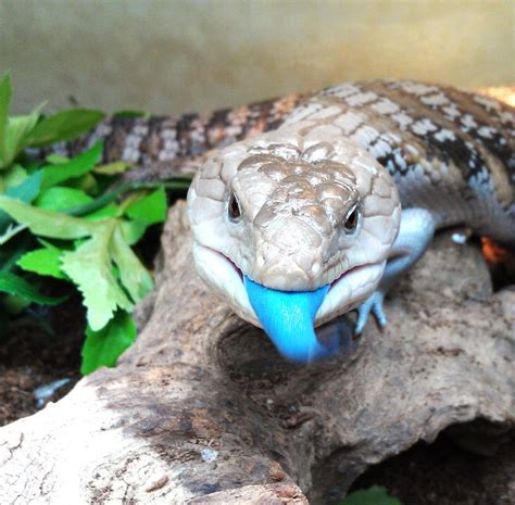 Skink Lizard Pet 1000 images about blue tongue skinks!! on pinterest ...