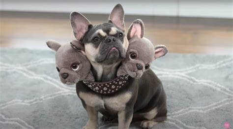 Cute Cerberus costume for dogs | Boing Boing