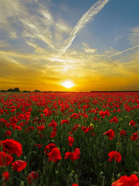 Red Poppy FIeld Wallpaper - iPhone, Android & Desktop Backgrounds