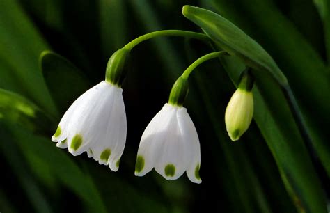 Free photo: Snowdrop flower - Bakcground, Nature, Winter - Free ...