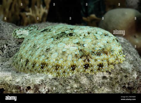 A peacock flounder blends into the seabed with its unique spots ...