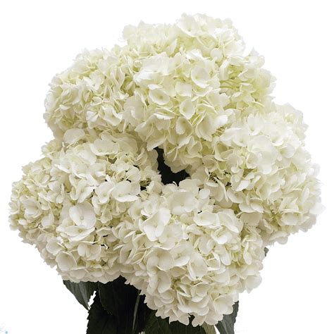 20 Premium White Hydrangea Flowers- Beautiful Fresh Cut Flowers ...