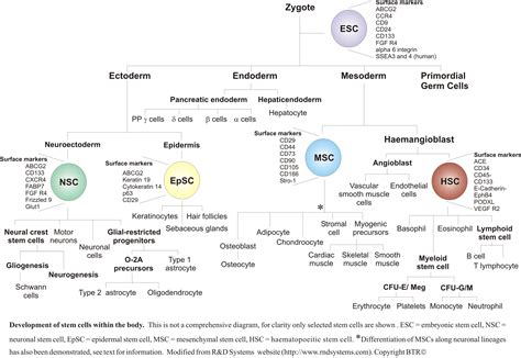 Mesenchymal Stem Cells Markers