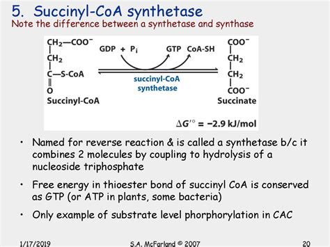 Citric acid cycle Ch ppt download